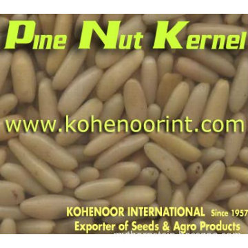 Fine Quality Pine Nuts